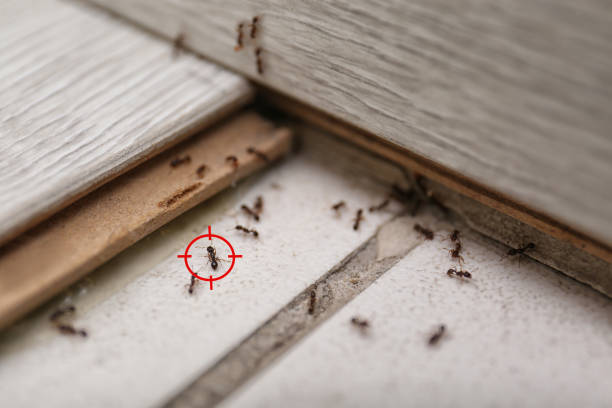 Best Flea Control Services  in La Riviera, CA