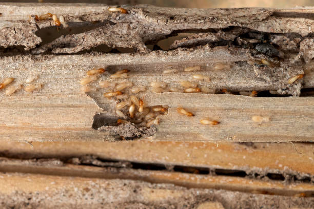 Best Spider Control Near Me  in La Riviera, CA