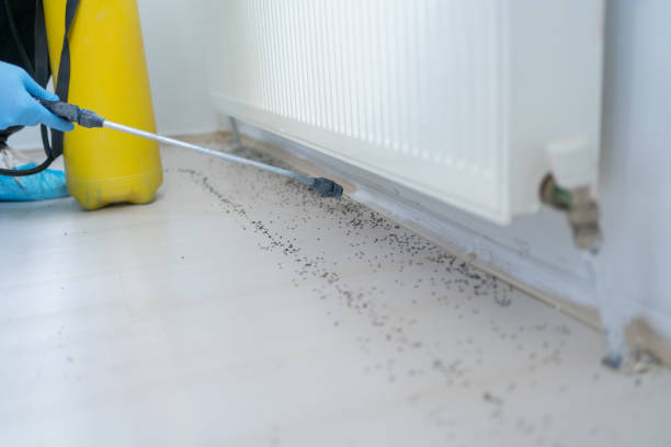 Best Pest Control Near Me in La Riviera, CA